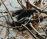Northern Water Snake