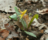 Trout Lilly