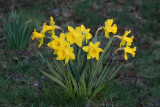 Daffodils