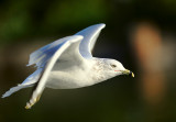 D3B_1719RingBilledGull1.jpg
