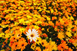 D3B_3275FriantFlowers1.jpg