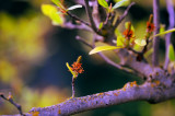 D3B_3663JapaneseMagnolia1.jpg