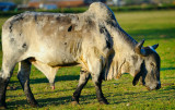 D3B_3946SnellingBull1.jpg