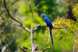 D3B_4497Macaw1.jpg