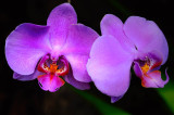 D3B_9121CinciOrchid1.jpg