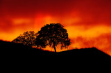 D3C_4912Sonora1.jpg