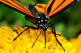 D3B_7437CinciButterflyCropB1.jpg
