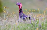 D2H_6148WildTurkey1.jpg