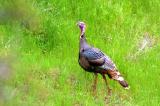 D2H_6131WildTurkey1.jpg