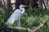 D2H_6389SnoweyEgretCrop4.jpg