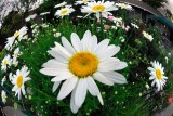 D200_3537FishDaisies1.jpg