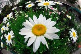 D200_3537FishDaisies1.jpg