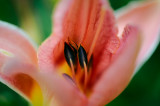 D3A_7774Flower1.jpg
