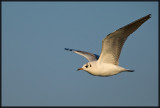 Mouette Rieuse 22