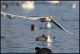 Mouette Rieuse 27