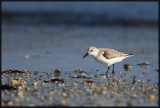 Bcasseau Sanderling 05