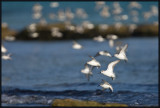 Bcasseau Sanderling 06