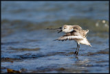 Bcasseau Sanderling 10