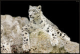 Panthre des neiges