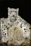 Panthre des neiges