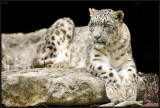 Panthre des neiges
