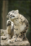 Panthre des neiges