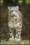 Panthre des neiges