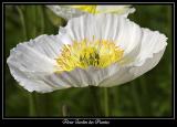 Fleur Jardin des plantes 3