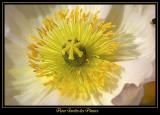 Fleur Jardin des plantes 4