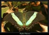 Papilio Palinurus