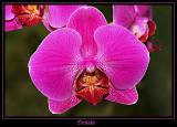 Orchide 4