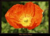 Fleur Jardin des plantes 7