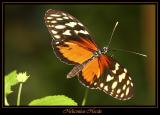 Heliconius Hecale 3