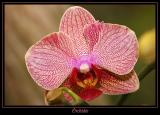 Orchide 6