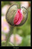 Fleur Ville de Marcoussis 8