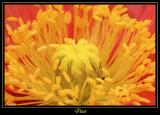 Fleur Ville de Marcoussis 9
