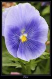 Fleur Ville de Marcoussis 10
