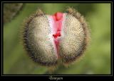 Fleur Ville de Marcoussis 11
