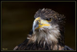 Laigle royal 1