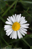 Common daisy - bellis perennis