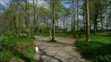 panoramic pooch