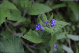 green alkanet - pentaglottis sempervirens