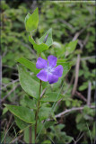 lesser periwinkle - vinca minor