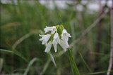 three-cornered leek - allium triquetrum
