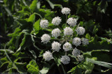 pignut - conopodium majus