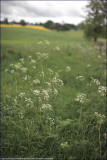 cow parsley - anthriscus sylvestris