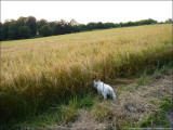 whats hiding in the barley?