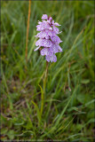 Heath spotted orchid - dactylorhiza maculata