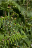 Common figwort - scrophularia nodosa