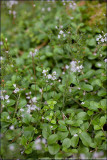 New Zealand willowherb - epilobium brunnescens (2)